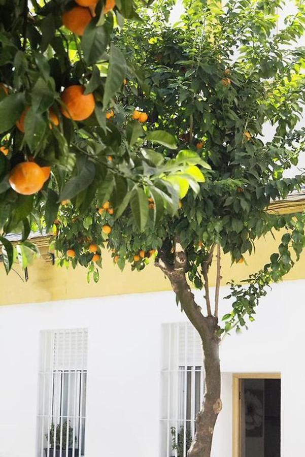 Apartamento Costasol Cordoba Ngoại thất bức ảnh